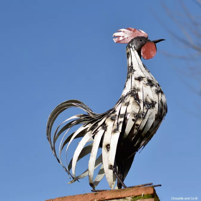 Coq lamelles blanches 