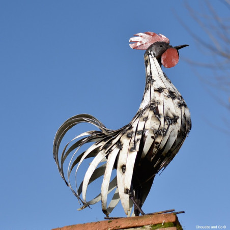 Coq lamelles blanches 