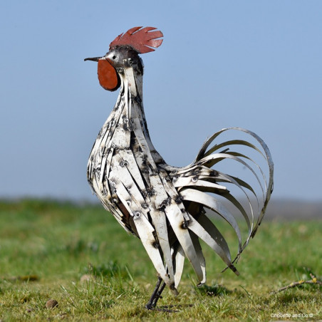 Coq lamelles blanches