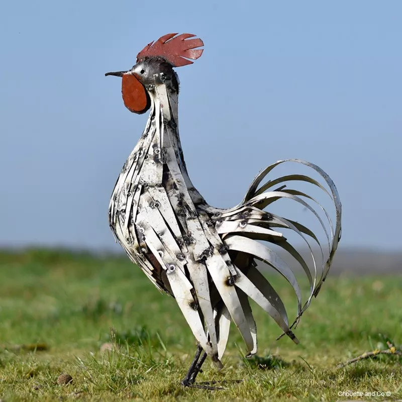 Coq lamelles blanches