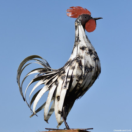 Coq lamelles blanches 