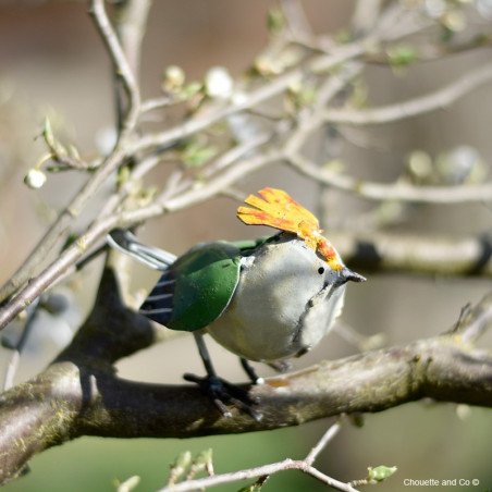 Roitelet à crête orangée
