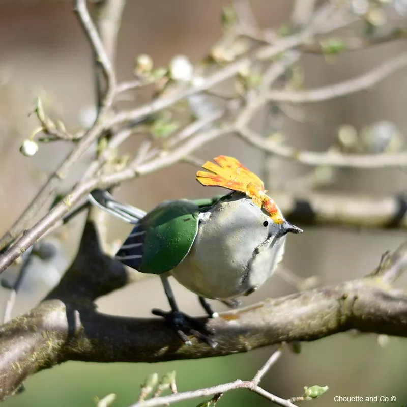 Roitelet à crête orangée