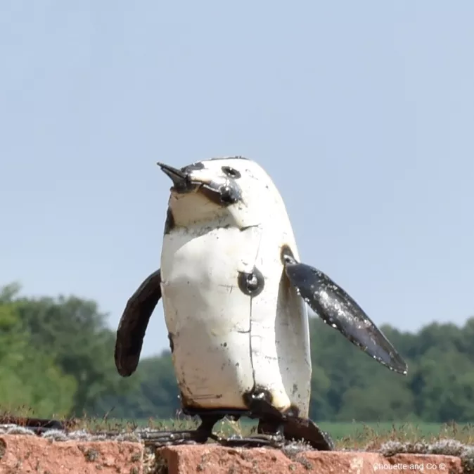 Pingouin blanc PM