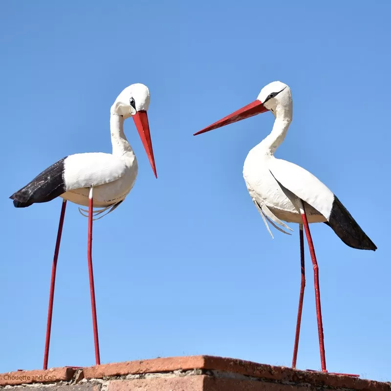 Cigogne