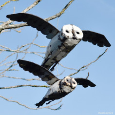 Chouette blanche en vol