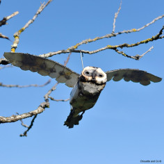 Chouette blanche en vol 2