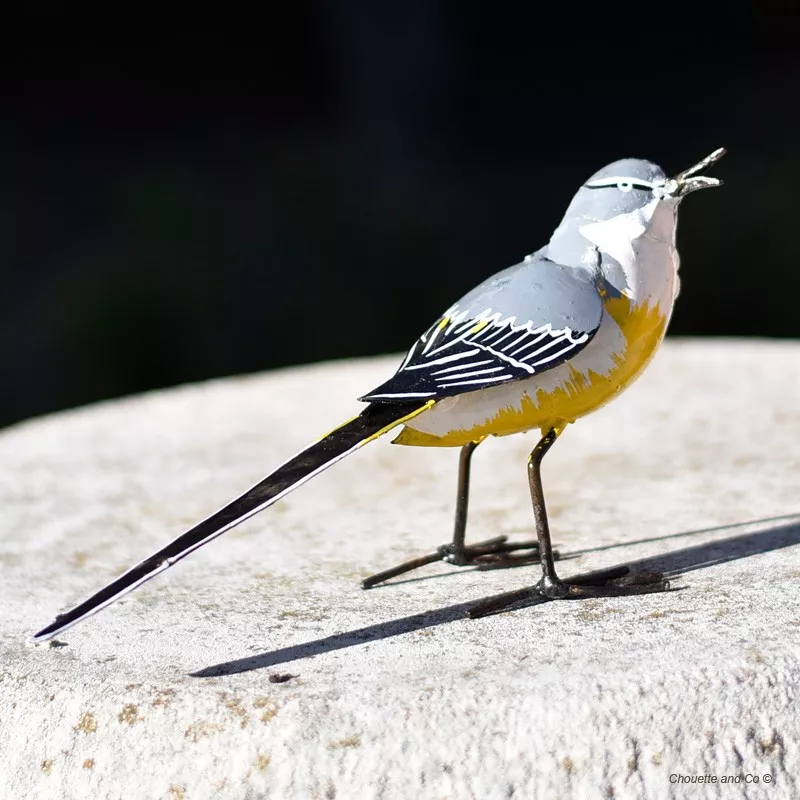 Bergeronnette des ruisseaux mm