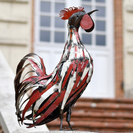 Coq lamelles rouge