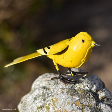 Canari 