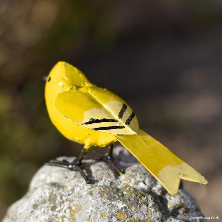 Canari 