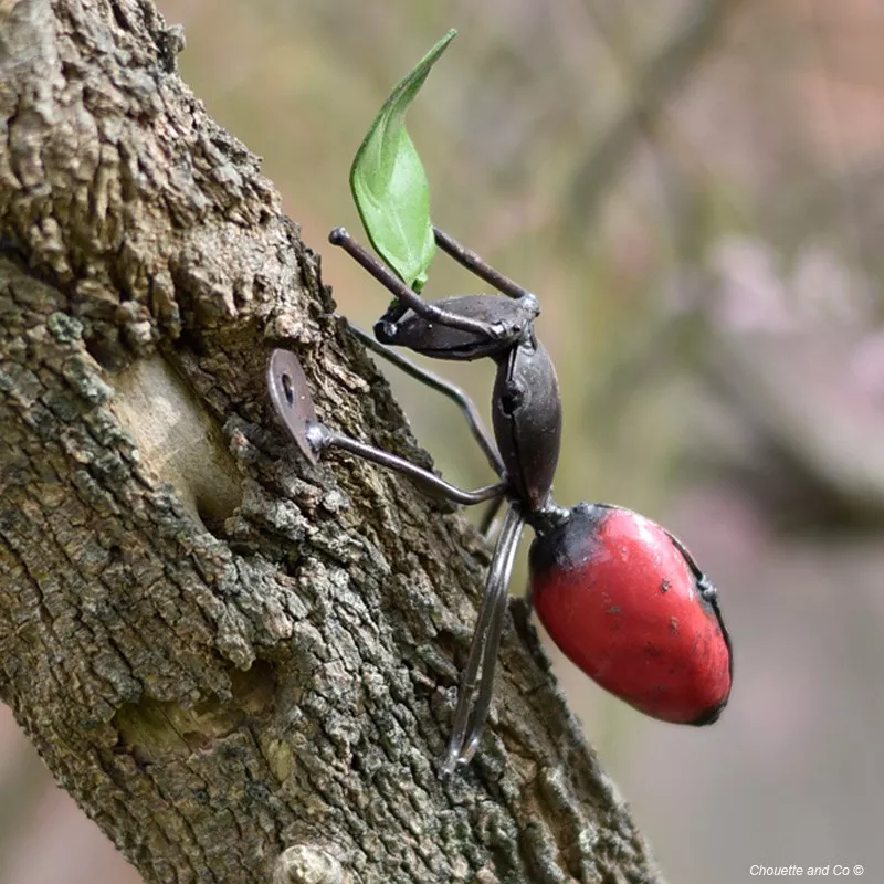 Fourmi rouge et feuille