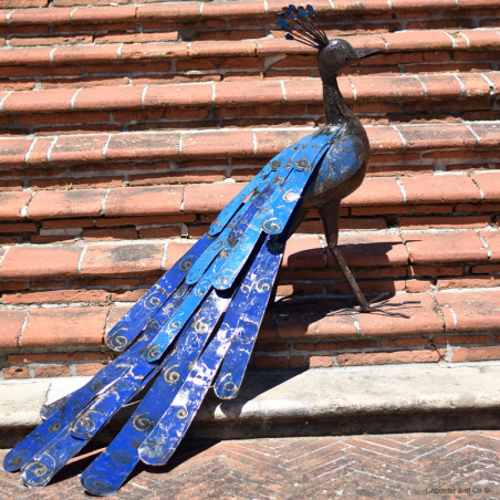 Paon bleu XL