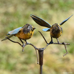 Oiseaux amoureux sur branche