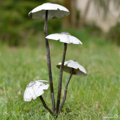 Quatre champignons blancs 2