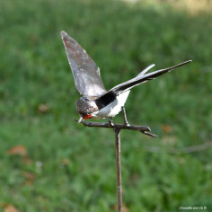 Hirondelle point rouge sur tuteur 2