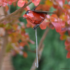 Perchoir oiseau avec crochet 2