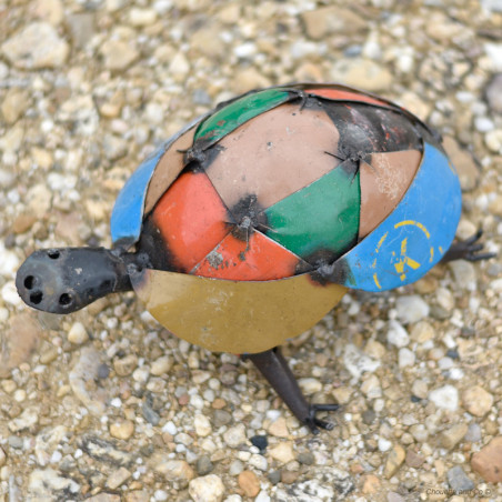 Tortue couleur