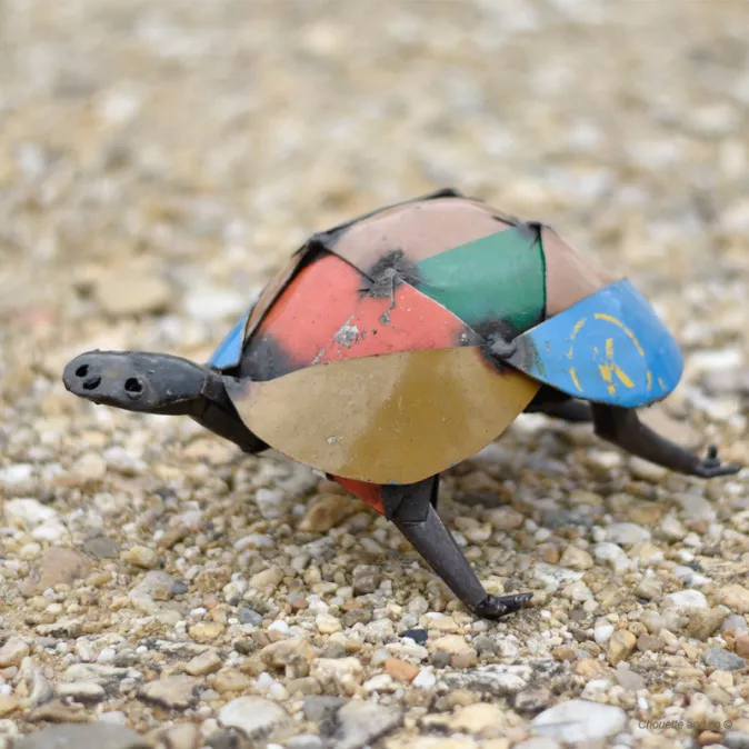 Tortue couleur