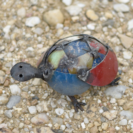 Tortue couleur