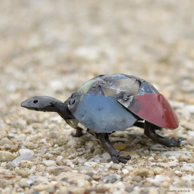 Tortue couleur