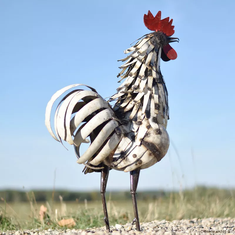 Coq plumes lamelles blanches