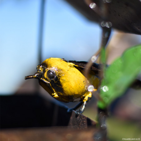 Mangeoire maison et son oiseau coloré