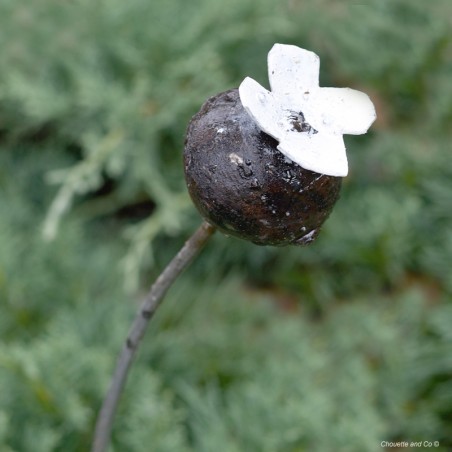 Fleur de pavot sur tuteur