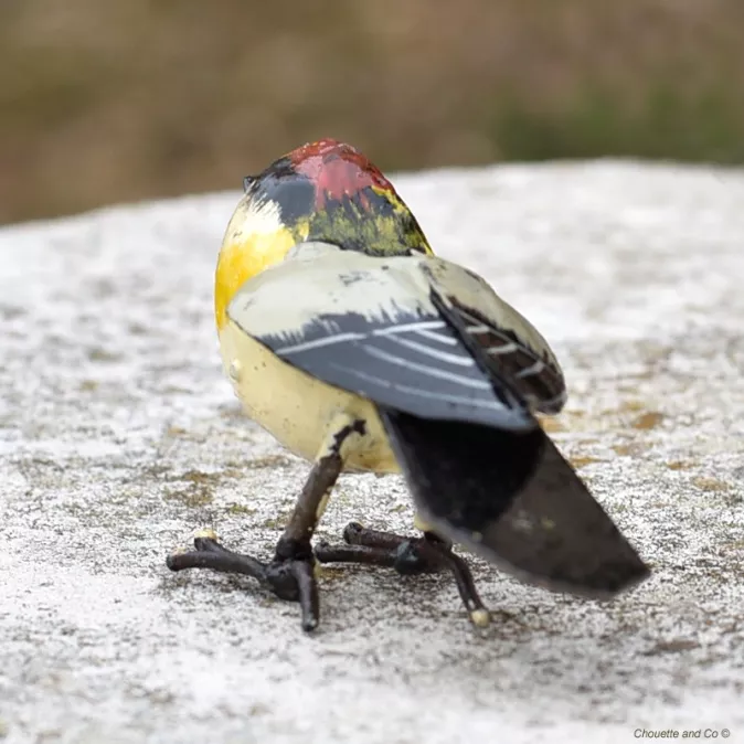 Roitelet triple bandeaux