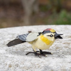 Roitelet triple bandeaux