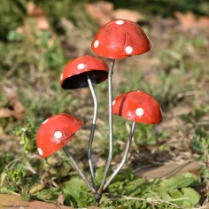 Quatre champignons amanite 2