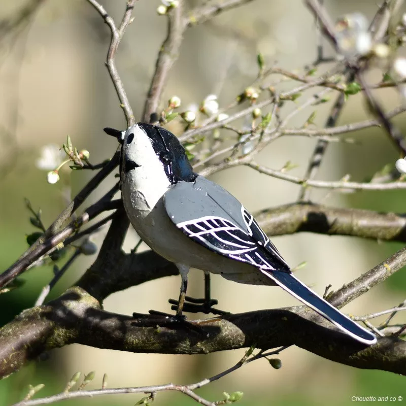 Bergeronnette des ruisseaux