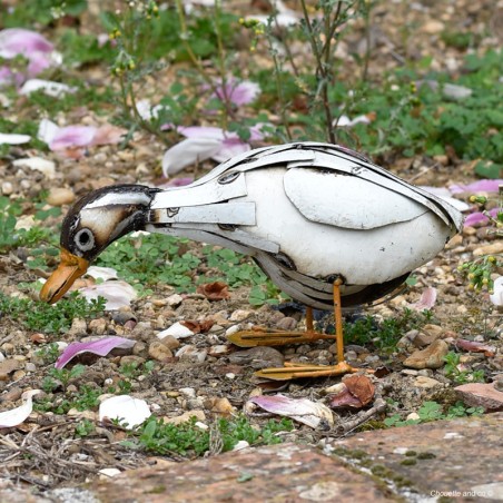Canard lamelles blanches long cou