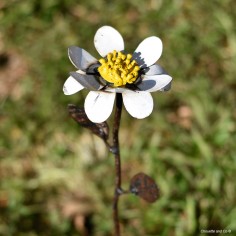 Marguerite sur tuteur