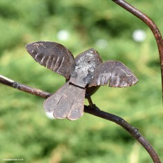 Rouge gorge couleur sur branche 2
