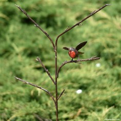 Rouge gorge couleur sur branche