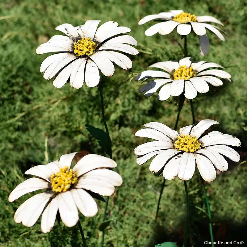 Grande marguerite sur tuteur