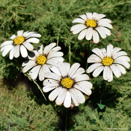 Grande marguerite sur tuteur