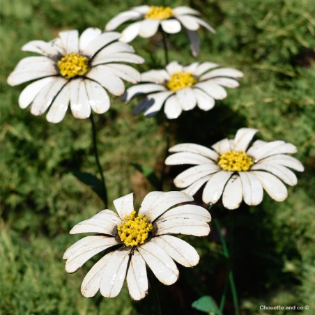 Grande marguerite sur tuteur