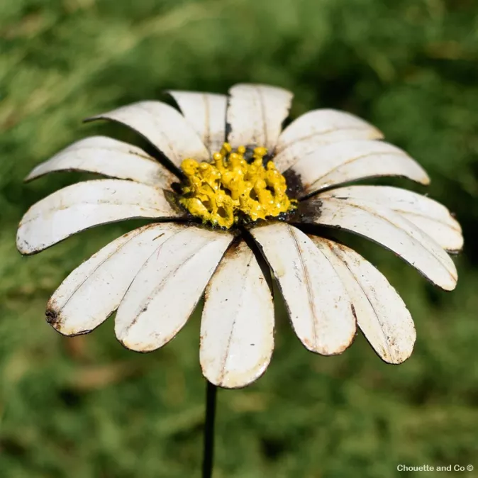 Grande marguerite sur tuteur