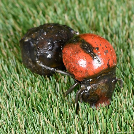 Bousier couleur fût