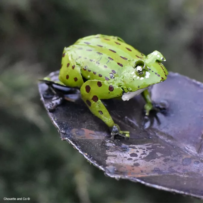 Grenouille verte sur feuille sur tuteur