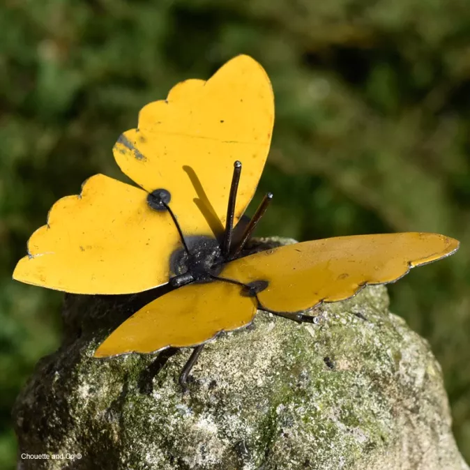 Papillon Farfalle fût