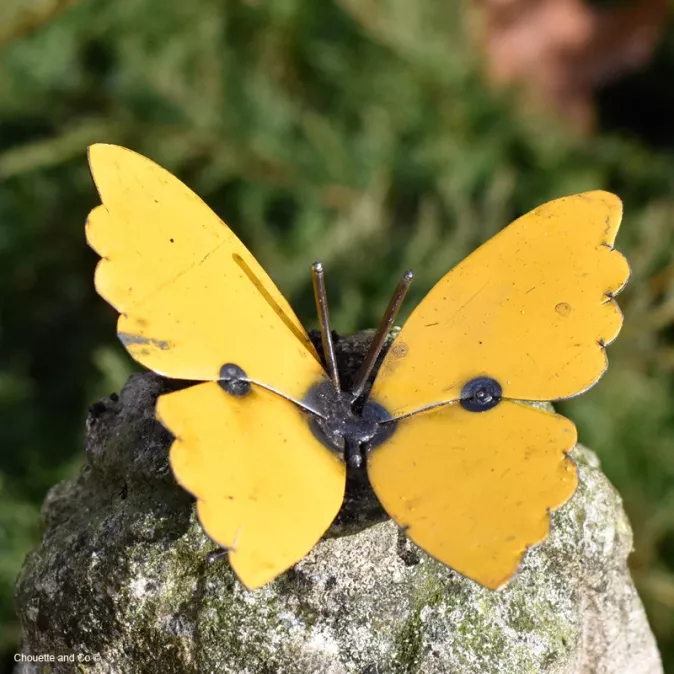 Papillon Farfalle fût