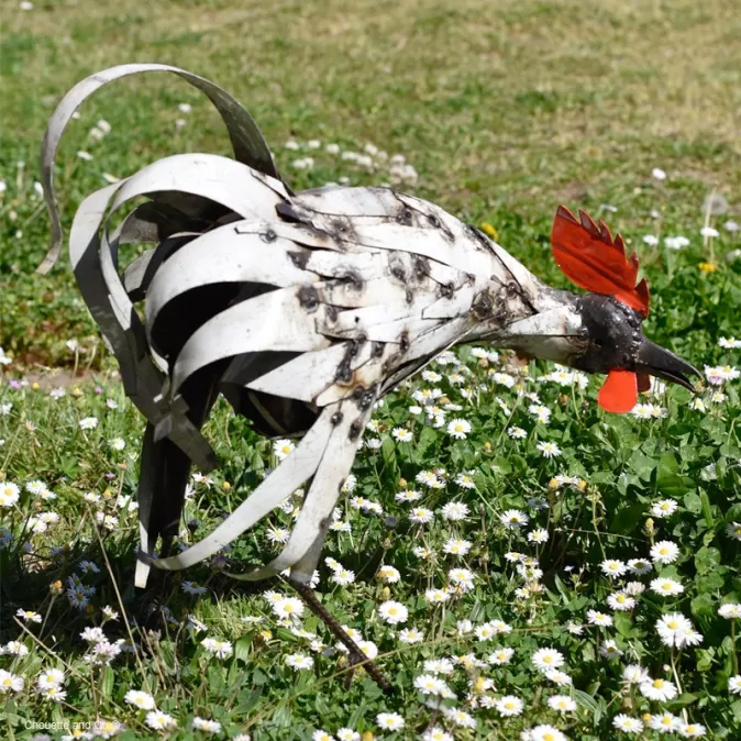 Coq lamelles blanches qui picore