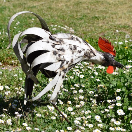 Coq lamelles blanches qui picore
