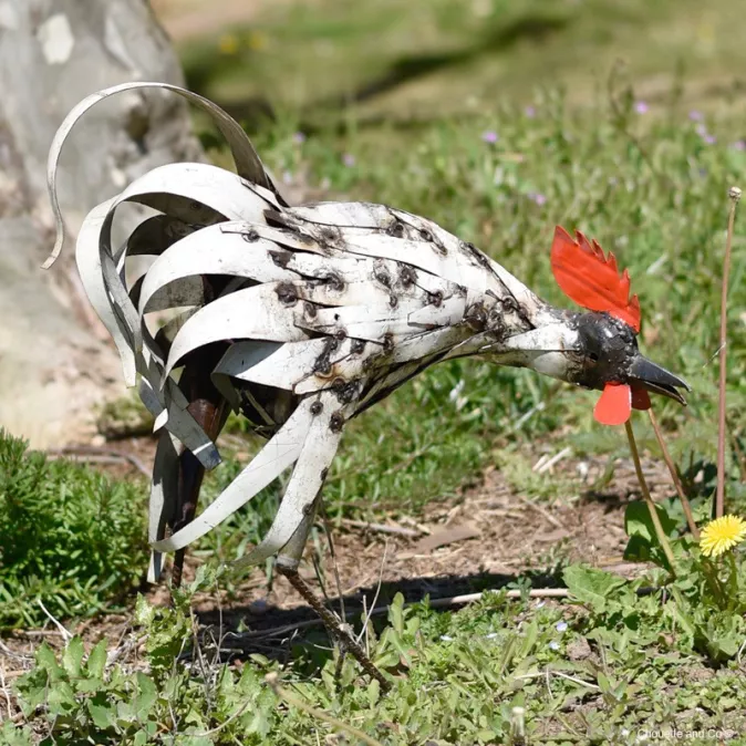 Coq lamelles blanches qui picore