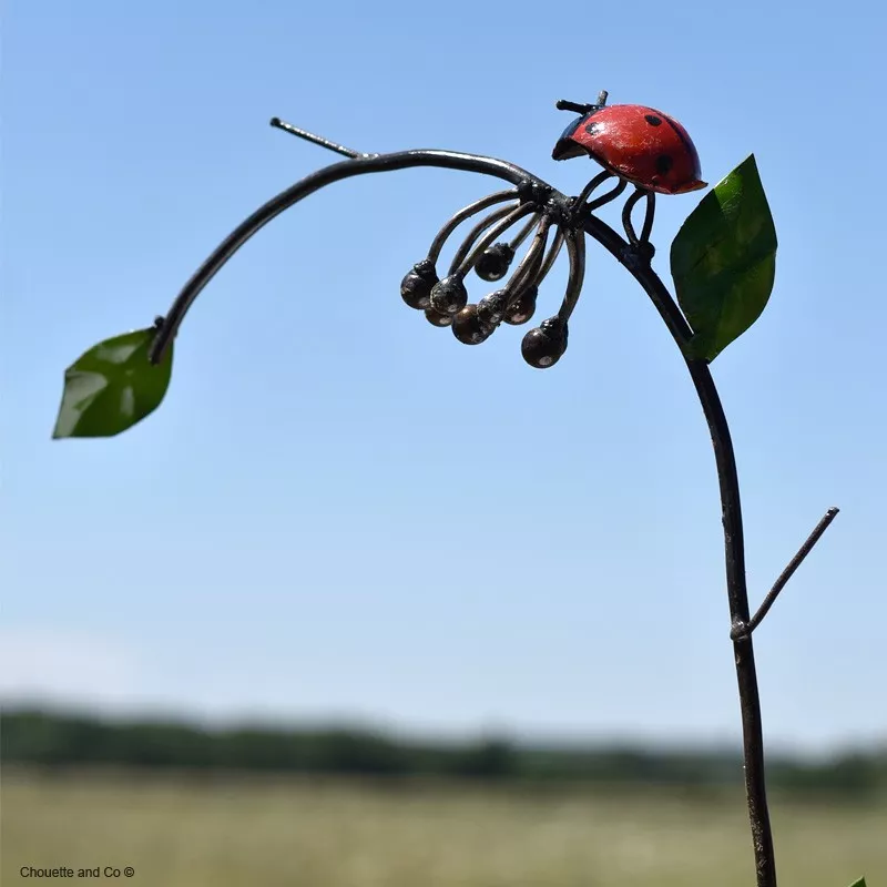 Coccinelle sur grappe mary