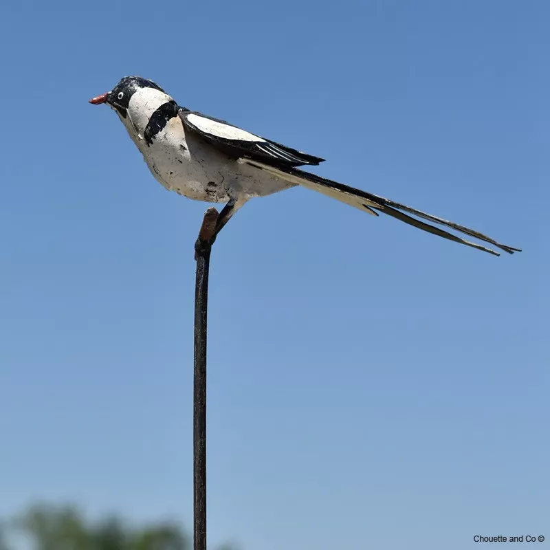 Oiseau veuve dominicaine sur tuteur