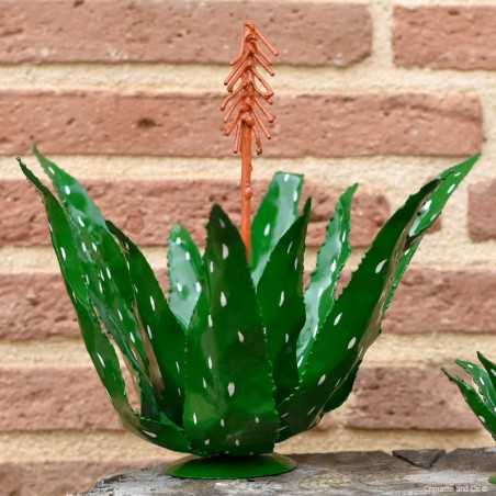 Aloe vera à poser